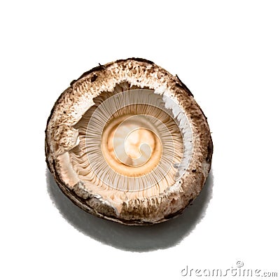Mushroom Cap Stock Photo