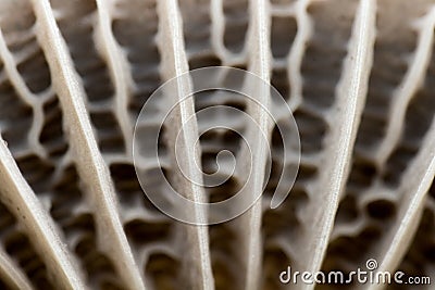 Mushroom cap texture, Mycetinis scorodonius, extreme approximation, macro photography of mushrooms in the forest Stock Photo