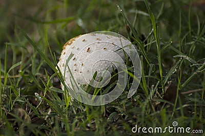 Mushroom cap under grass Stock Photo