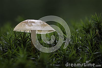 Mushroom catching light Stock Photo