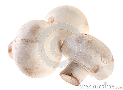 Mushroom champignon Stock Photo