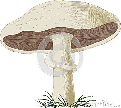 Mushroom champignon. Vector Cartoon Illustration