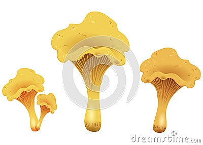 Mushroom chanterelles isolated isolated on white background. Vector Illustration. Stock Photo