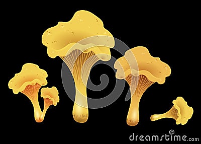 Mushroom chanterelles isolated oisolated on black background. Vector Illustration. Stock Photo