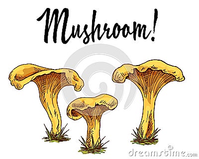 Mushroom chanterelles isolated oisolated on white background. Vector Illustration. Stock Photo