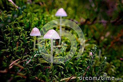 Mushroom close up in Forest with Mystic lights Stock Photo