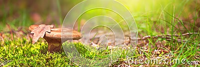 Mushroom closeup, banner - Lactarius deliciosus, in low grass and moss Stock Photo