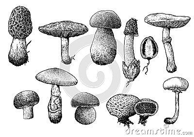 Mushroom collection illustration, drawing, engraving, line art Vector Illustration