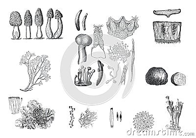 Mushroom collection. Vintage mushroom collection. food plants. hand drawn mushroom illustration. hand drawn organic food plant set Cartoon Illustration