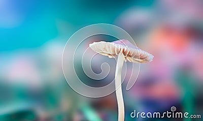 Mushroom on colorful blured background. Macro shot Stock Photo