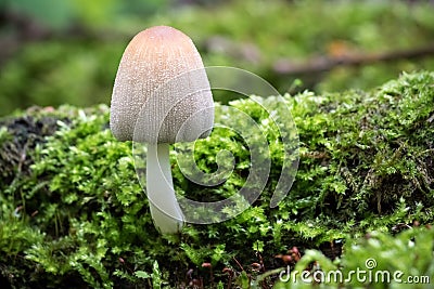 Mushroom Coprinellus domesticus commonly known as firerug inkcap Stock Photo