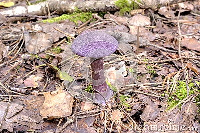 The mushroom of Cortinarius violaceus Stock Photo