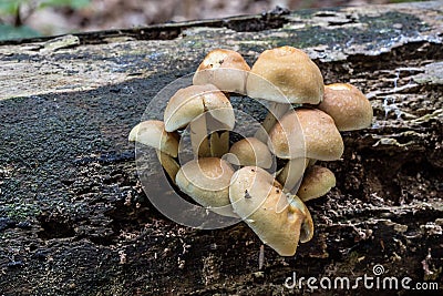 mushroom on dead tree Stock Photo