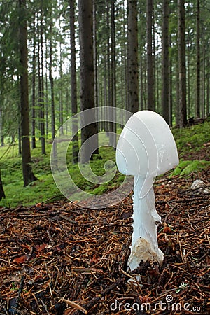 Mushroom destroying angel Stock Photo