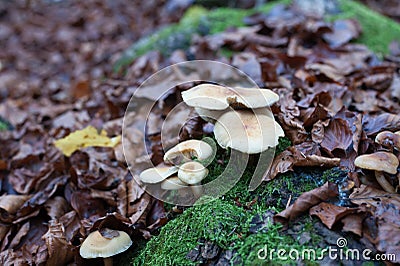 Mushroom Stock Photo