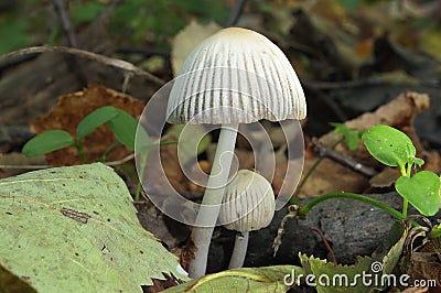 Mushroom with distinctive hat Stock Photo
