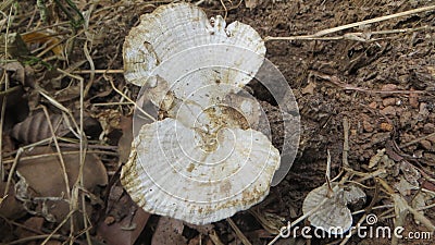 Mushroom earth closeup in outdoor Stock Photo