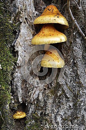 Mushroom Family of Four Stock Photo