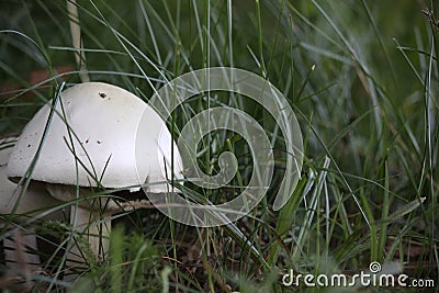 Mushroom field champignon in the grass, close-up shot on a clear sunny day Stock Photo