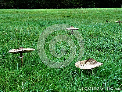 Mushroom field Stock Photo