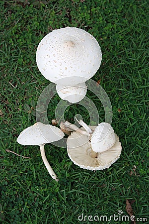 Mushroom in the field Stock Photo