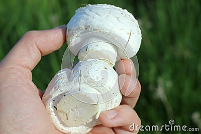 mushroom field Stock Photo