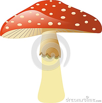 Mushroom - Fly agaric Stock Photo