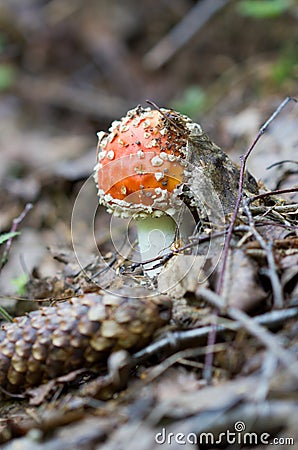 Mushroom fly agaric in the forest. Stock Photo