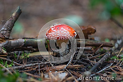 Mushroom fly agaric in the forest Stock Photo