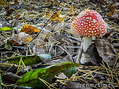 Mushroom fly agaric in the forest. Stock Photo