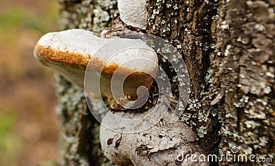 Mushroom Fomes on the trunk of a tree Stock Photo