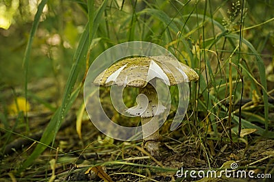 Mushroom in the forest Stock Photo