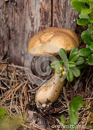Mushroom on a forest background, harvest time, mushroom collection, forest Stock Photo