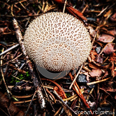 Mushroom on forest floor Stock Photo