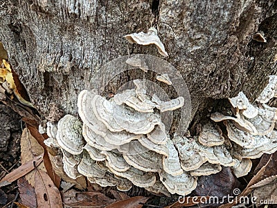 Mushroom fungi growing on a dead tree bark Stock Photo