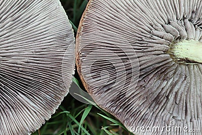 Mushroom gills Stock Photo