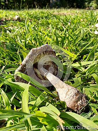 Mushroom in Grass Stock Photo