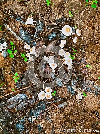 Mushroom ground in garden natural nature soil Stock Photo