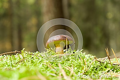 Mushroom growing on ground Stock Photo