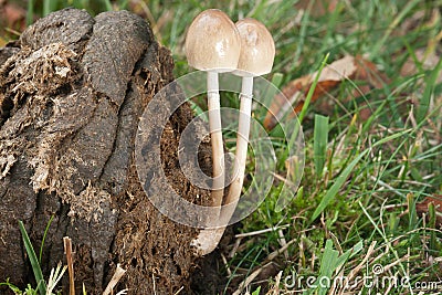 Mushroom growing on manure Stock Photo
