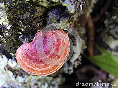 Mushroom growing on a tree Stock Photo