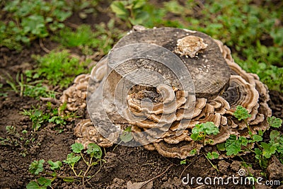 Mushroom grows on an old tree trunk. A group of large tree fungi or fungi parasitizes a moss-covered tree Stock Photo