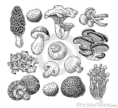 Mushroom hand drawn vector illustration. Sketch food drawing iso Vector Illustration