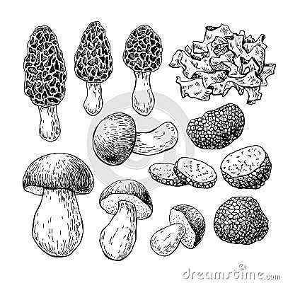 Mushroom hand drawn vector illustration. Sketch food drawing iso Vector Illustration