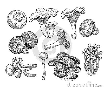 Mushroom hand drawn vector illustration. Sketch food drawing Vector Illustration