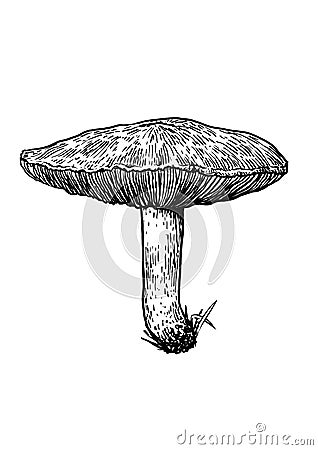 Mushroom illustration, drawing, engraving, line art Vector Illustration