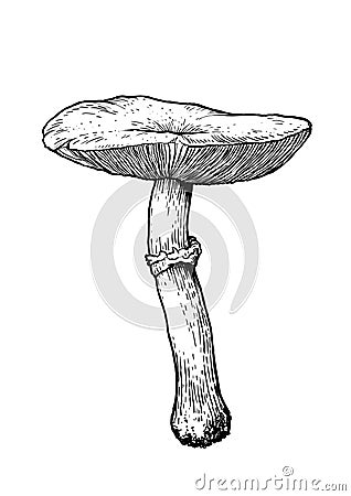 Mushroom illustration, drawing, engraving, line art Vector Illustration
