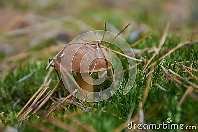 Mushroom Imleria badia or bay bolete with chestnut color cap i Stock Photo