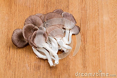 Mushroom - Indian Oyster Stock Photo