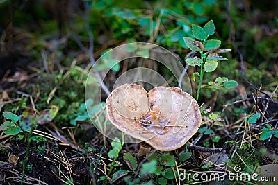 Mushroom lactarius deliciosus in an autumn forest Stock Photo